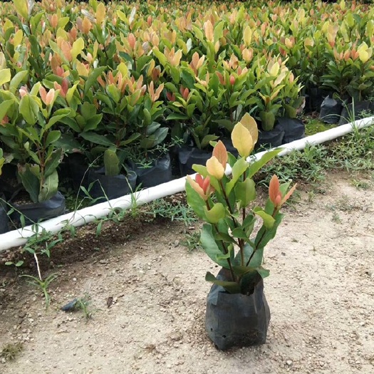 漳浦县 批发龙船花 小叶龙船花 庭院绿化工程苗木