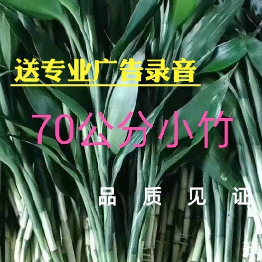 海口 富贵竹【新鲜直达 基地直供】红竹/紫竹/观音竹/睡莲/金边