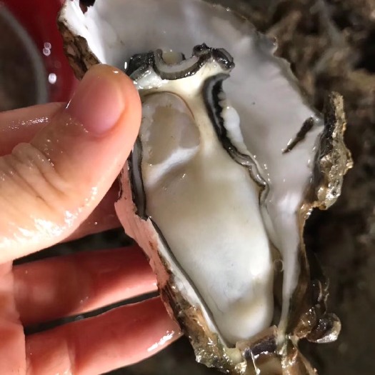 饶平县南澳生蚝 靓货