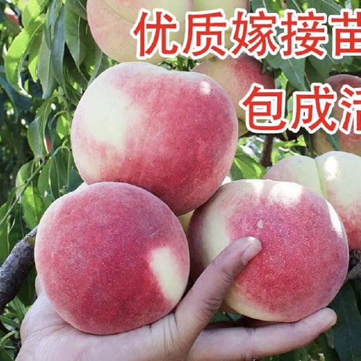 平邑县沂蒙霜红桃树苗 沂蒙霜红嫁接苗，高成活，高产量，果实大甜