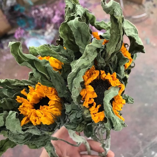 昆明 向日葵干花