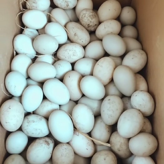 贵阳番鸭种蛋 番鸭，麻鸭种蛋，当天新鲜种蛋，受精率高