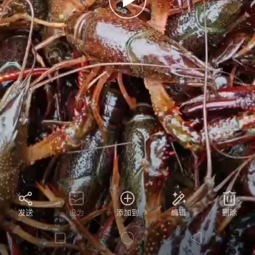 当阳市 湖北产地直销各种硬规格鲜活小龙虾（包运费）
