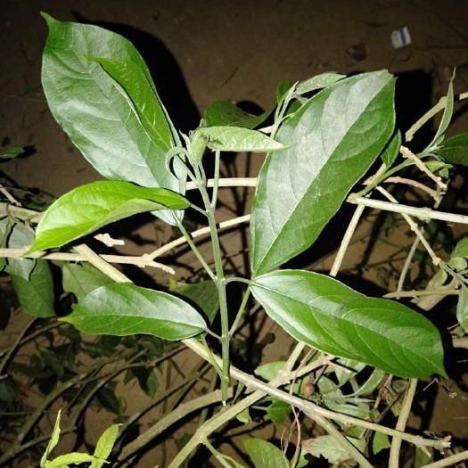 雷州市 有大量的中药材大青叶，需要的老板欢迎找我。