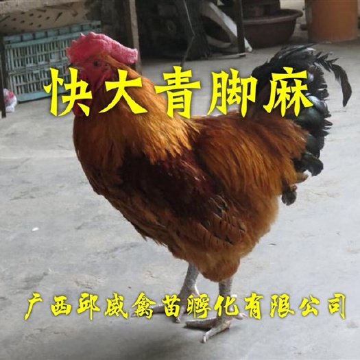 南宁青脚麻鸡苗  优质 -包打疫苗 技术提供