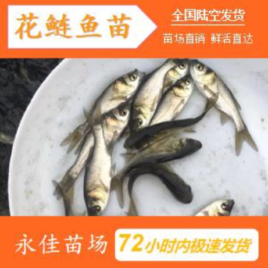 东莞市雄鱼苗 花鲢鱼苗