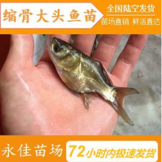 东莞市缩骨大头鱼苗 缩骨大头大量批发