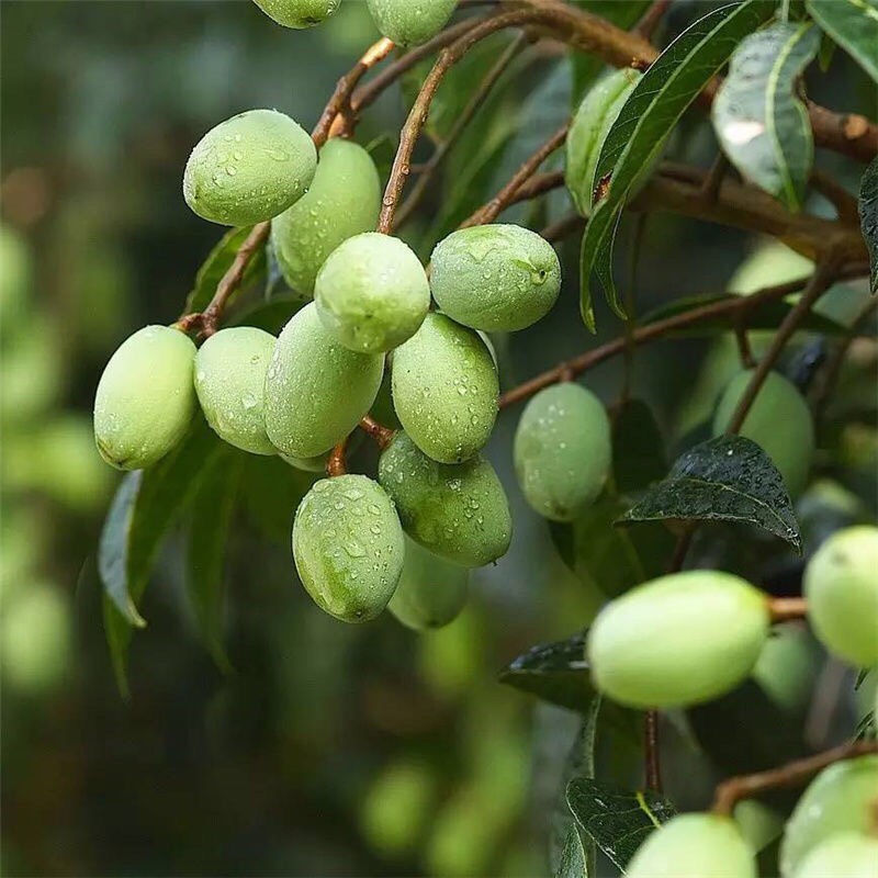 青橄榄苗 嫁接甜青橄榄果树苗 南北方种植果树盆栽地栽苗 带土带叶橄榄树