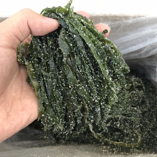 荣成市 盐渍海带丝 碎丝边丝 5斤装 荣成厂家直供支持线上售后有保障