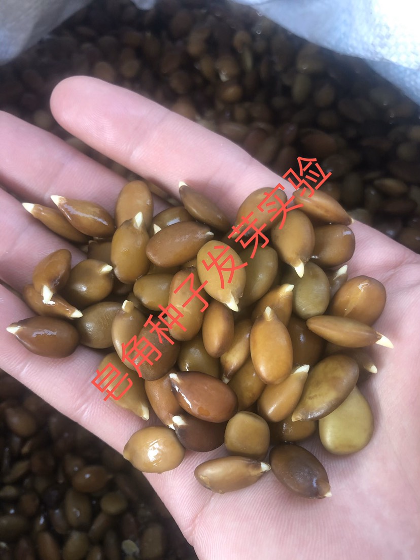 泰安皂角种子纯新货，保证出芽率，可催芽出售，出芽率