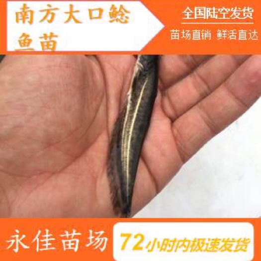 东莞市 南方大口鲶鱼苗