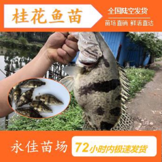东莞市桂鱼苗 西江桂花鱼大量批发 技术提供