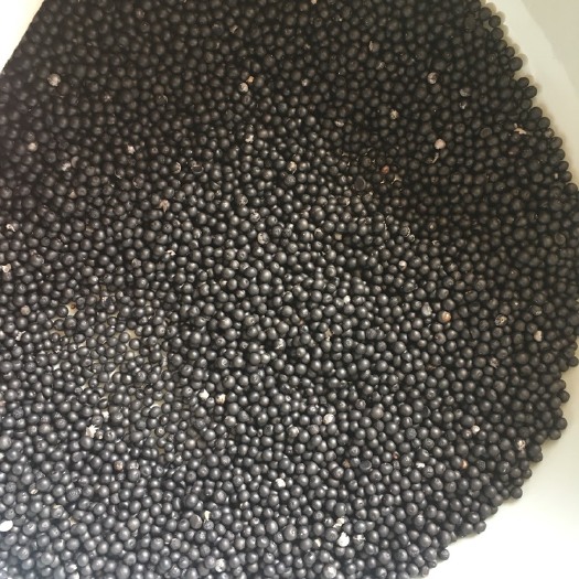 单县文竹 保质保量，出芽率高，颗粒饱满
