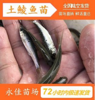 东莞市鲮鱼苗 放生、养殖专用苗