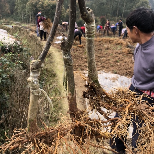 嫁接中花吴茱萸苗 200万株低价售 欢迎订购