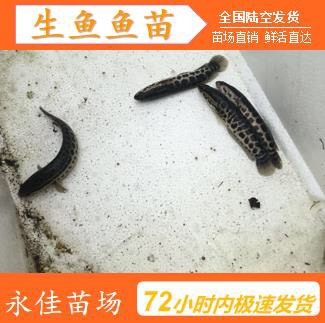 东莞市生鱼苗 杂交快大生鱼！抗病能力强、