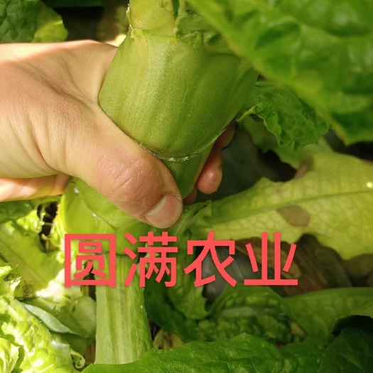 井陉县 莴苣，莴笋，尖叶圆叶都有，
