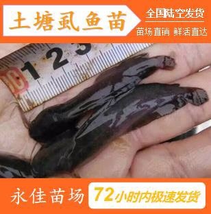 东莞市塘鲺苗 快大三黄土塘虱