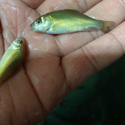 南宁裸鲤  无鳞鲤鱼苗