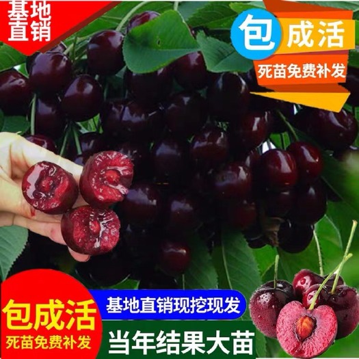 平邑县 车厘子树苗嫁接苗樱桃苗带土当年结果南方北方种植盆栽地载带叶