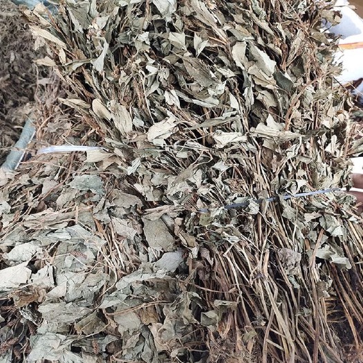  鱼腥草 扎把整株鱼腥草茶折耳根干货