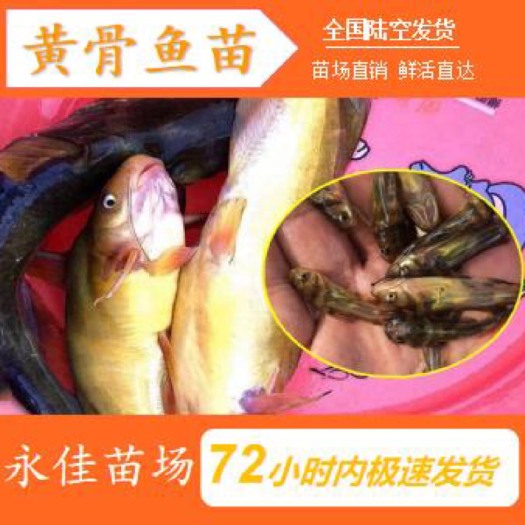 东莞市黄骨鱼苗 正宗一代