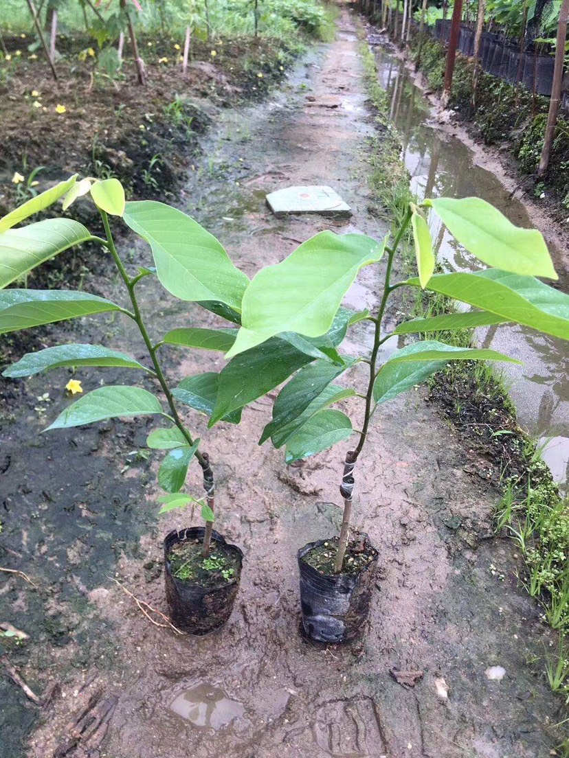  鳳梨釋迦果苗正品番荔枝鳳梨釋迦果苗大果嫁接苗帶土帶葉發(fā)貨