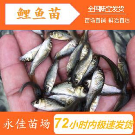 东莞市 禾花鲤鱼鱼苗、健鲤3号鲤鱼鱼苗