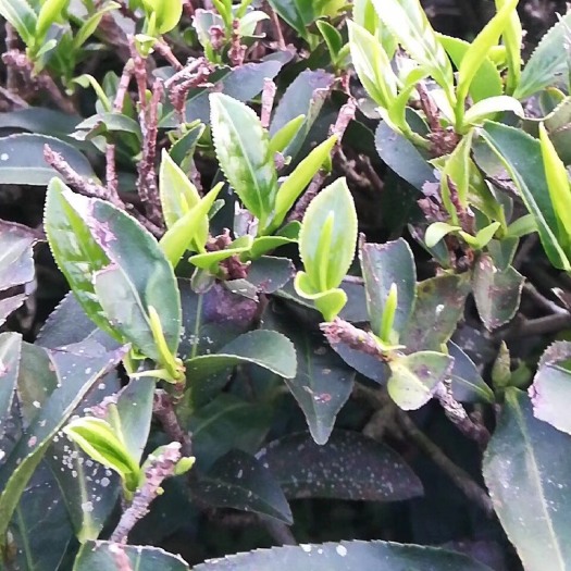 高山绿茶  2020年春茶客家名茶梅州蕉岭黄坑茶春茶