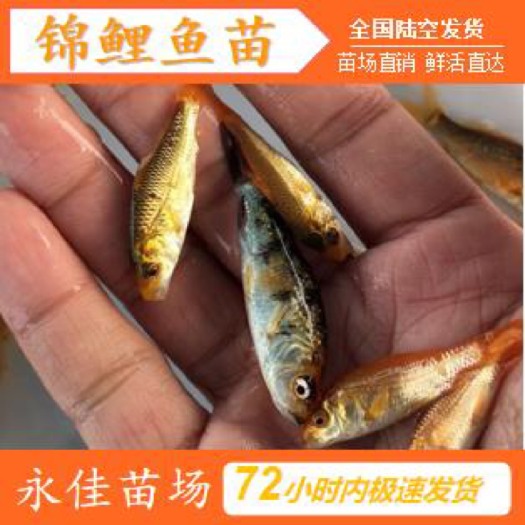东莞市鲤鱼苗 锦鲤小苗批发