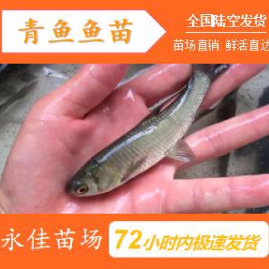 东莞市青鱼苗 纯正青鱼、水库养殖
