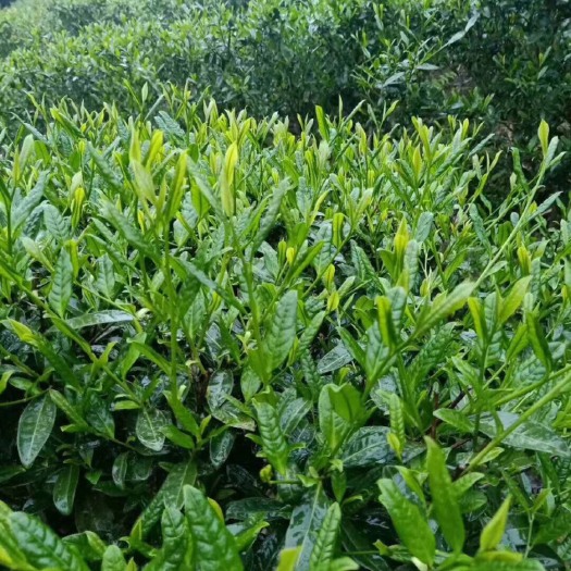 和平县高山绿茶  清明茶，是清明时节采制的茶叶嫩芽，新春的第一出茶。