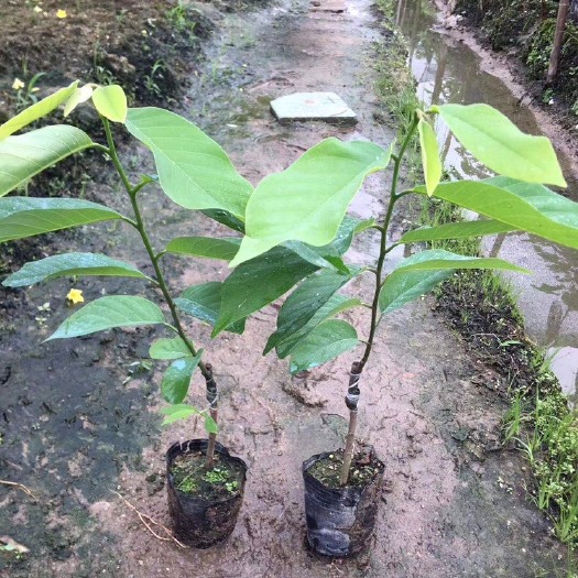 普宁市 释迦果苗凤梨嫁接苗番荔枝佛头果苗南北方盆栽地栽树苗果苗木