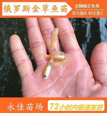 东莞市俄罗斯金丝鲩鱼苗 俄罗斯金草鱼