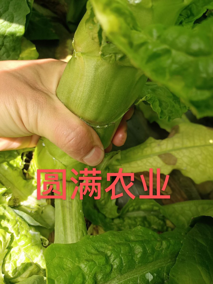 莴苣，莴笋，尖叶圆叶都有，