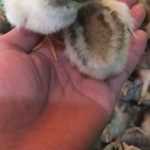 南宁 彩凤鸡苗，包邮，包活到家