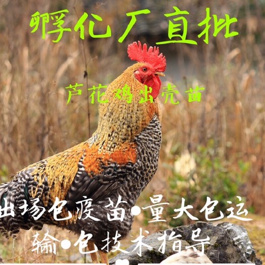 南宁芦花鸡苗 一日龄包疫苗运输死包赔包技术指导