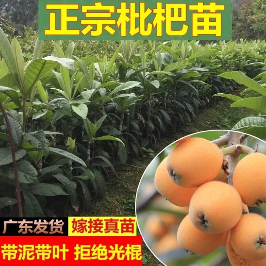 普宁市 枇杷苗 树苗 嫁接苗大五星枇杷树苗 庭院盆栽南方种水果树苗包