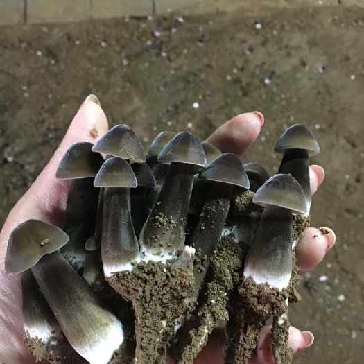 象州县 长年提供优质的黑皮鸡枞菌