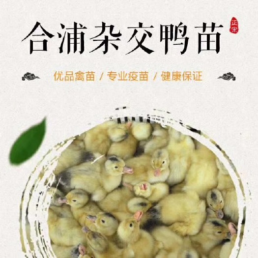 南宁麻鸭苗
