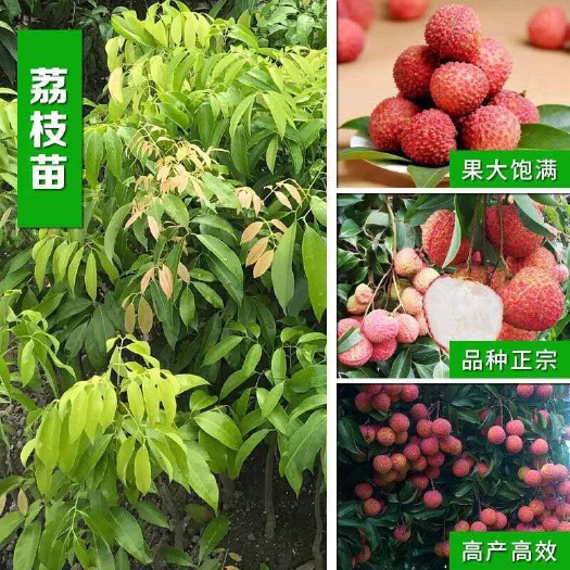 普宁市桂味荔枝苗 贵味荔枝汁苗