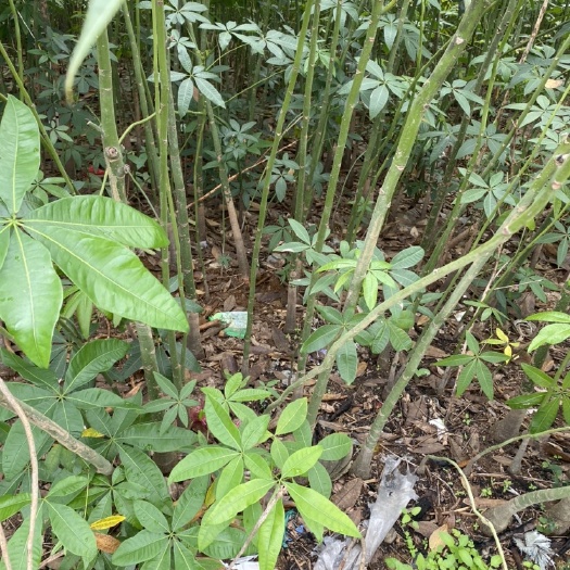 遂溪县 发财树苗，单支发财树