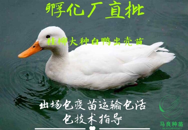 南宁桂柳鸭苗 桂柳白鸭出厂包疫苗运输死包赔包技术指导