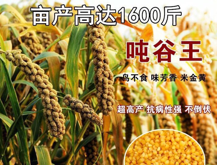河间市小米种子  睿优吨谷王 粟米 香糯软绵高 产量达1600斤