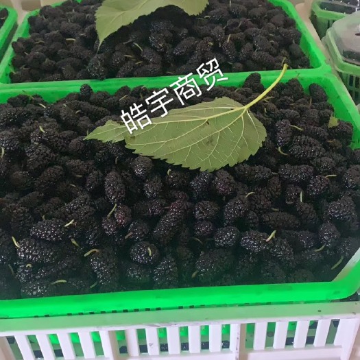 德昌县 大凉山阳光桑葚