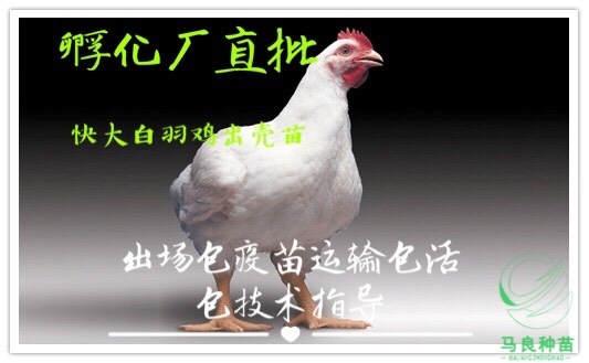 南宁 快大型817鸡苗出厂包马力克疫苗运输死包赔包技术指导