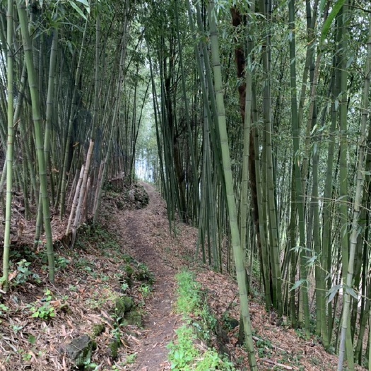 遵义斑竹