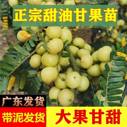 普宁市余甘果苗 油甘苗余甘子苗牛甘子苗树苗 嫁接苗 油柑子苗 余柑子苗 回甘