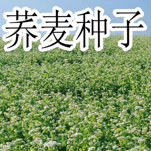 泗县 苦荞种子