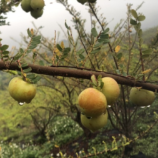 陆丰市甜种 甜油甘 产地直供 量大